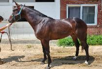 �������� (MAGIC WINGS) ����