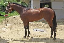 Ʈ���ÿ��̽� (TRIPLE ACE) ����