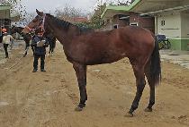 �ٶ��̽�Ÿ (JULY STAR) ����