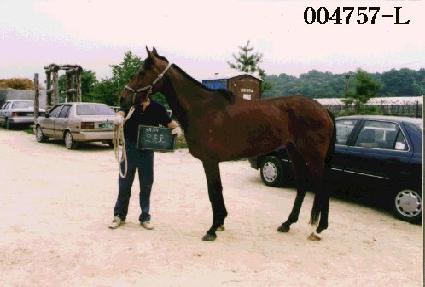 ������ ����