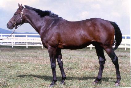 ť���Ʒ��⽺ ����