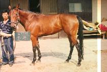 ���� (BO POG) ����