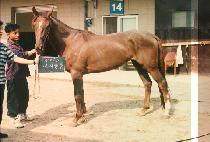 ����Ŭ�� (CYCLONE) ����