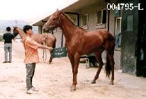 �����̾� (SAPHIRE) ����