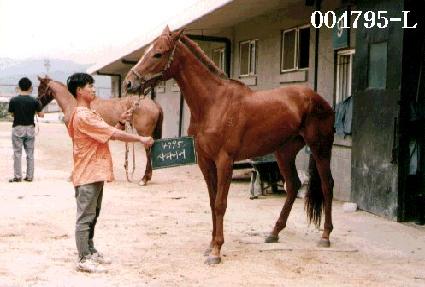 �����̾� ����