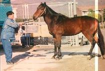 �ֿ����� (AE O RA JI) ����