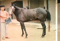 ��ȿ�� (WON HYO BONG) ����