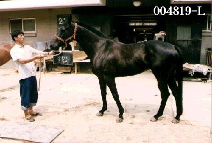 ������ ����