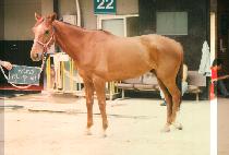 ���ֺ� (MAJUBA) ����