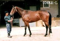 �ǹ���Ÿ (SILVER STAR) ����