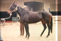 �ǹ���Ŭ (SILVER NICKLE) ����