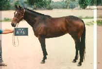 �ұ�� (BUL GI DOONG) ����