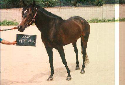 ���۾ƾ� ����