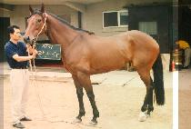 �ǵ��� (PANDORA) ����