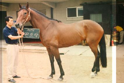 �ǵ��� ����