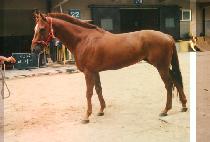 ���ǵ��� (SPEED QUEEN) ����