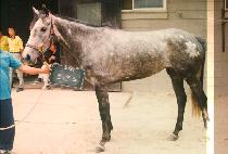 �ڸ��� (COMMANDO) ����