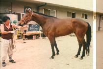 Ȳ�ݵ����� (HWANG GEUM DO KAE BI) ����