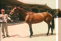 ī�� (CAMEL) ����