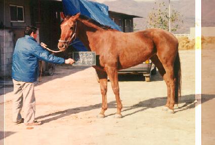 �¼��� ����