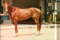 ���� (MOSSAD) ����