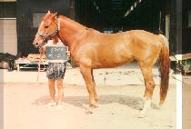 ���� (YE GO) ����