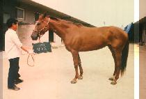 ������ (DA RUM JIL) ����