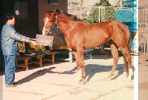 ���ӷ���ũ (HUMORESQUE) ����