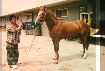 �ѻ��ø (HAN SAN DAE CHUP) ����