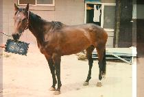 �ذŸ� (HAE GEO RUM) ����