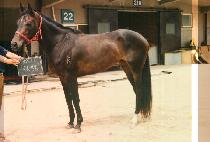 �̿����� (I UT SA CHON) ����