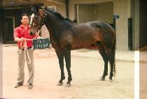 �������� (INFIGHTER) ����