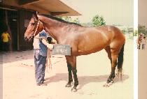 ������ (JUPITER) ����