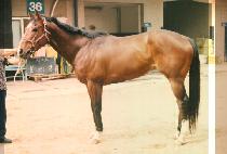 ȣ���� (HO SHI JUL) ����