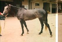 ������ (BONG SEU RU) ����