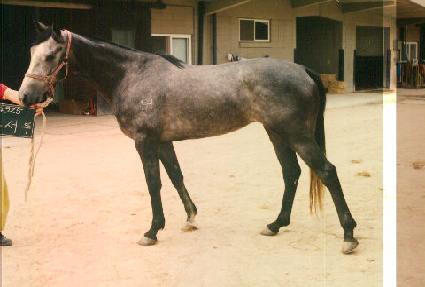 ������ ����