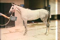 ���� (YOUNG SANG) ����