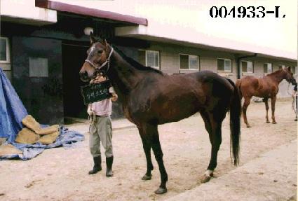 �Ϸ�Ʈ���� ����