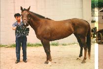 �䰡���� (PEGASUS) ����