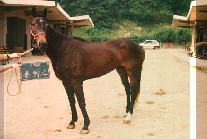 �鴺�� ����