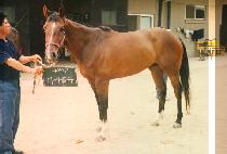 ������ (EO SA CHOOL DOO) ����