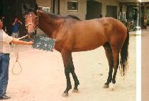 ������ (GAP DOL I) ����