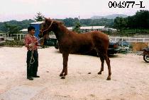 õ���� (CHEON SEON NYEO) ����