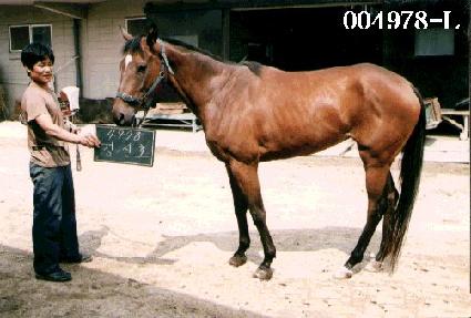 ���ȣ ����