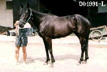 Ȧ�ο� (HOLE IN ONE) ����