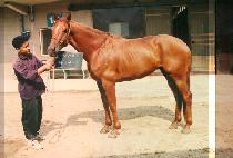 ������ (POK PO SOO) ����