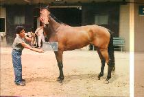 ȭ���� (HWA JIN PO) ����