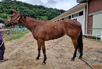 ����Ŭ���� (GOHEUNG CLASS) ����