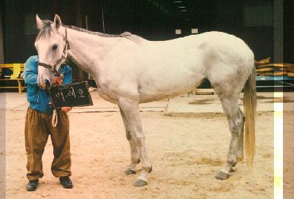 ����ȣ ����