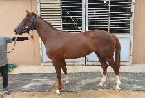 ���̾������� (GIANT��S STEP) ����